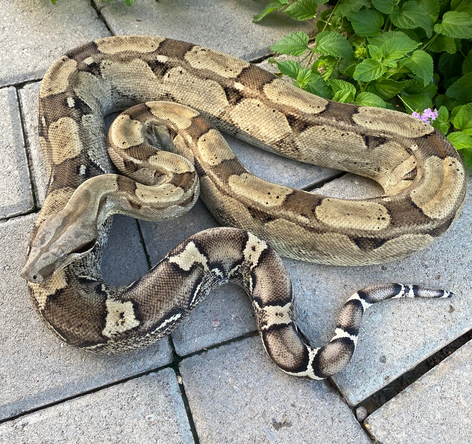 Anery Keywest 66 VPI T Boa Constrictor by LowKeyBoas MorphMarket