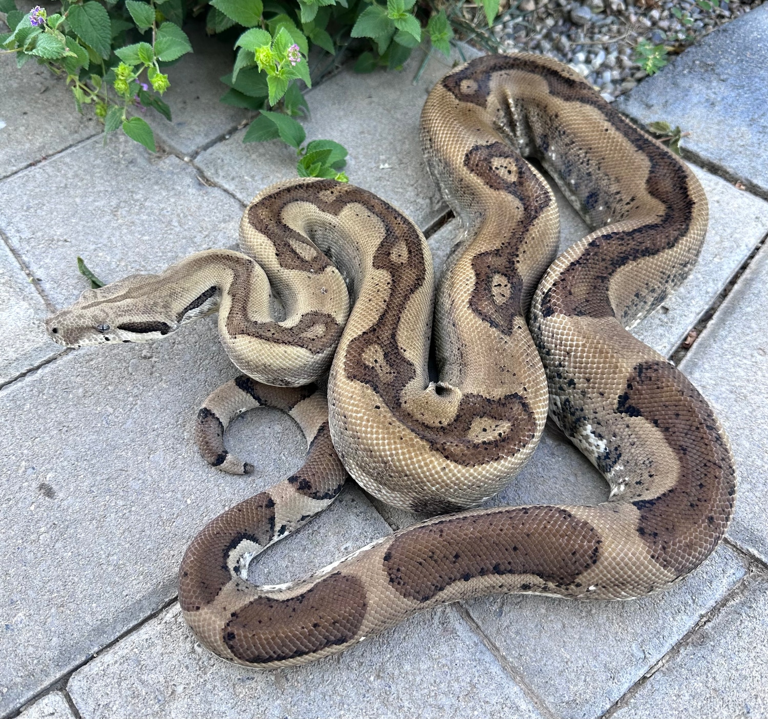 Ghost Jungle Boa Constrictor by LowKeyBoas MorphMarket