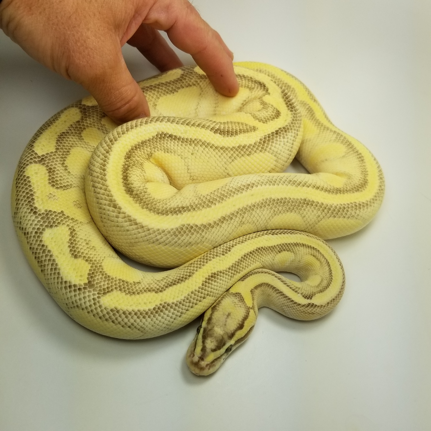 Enchi Lemonback Lesser Pastel Ball Python by Loxahatchee Herp Hatchery ...