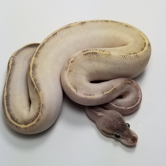 Black Pastel Highway Mystic Ball Python by Loxahatchee Herp Hatchery