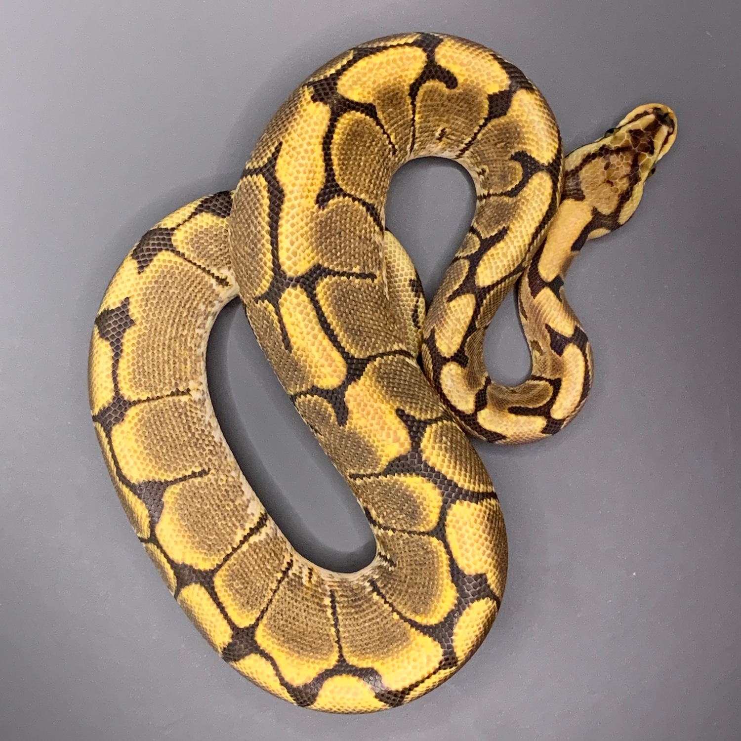 Spider 100 Het Clown Ball Python by TopHat Pythons MorphMarket