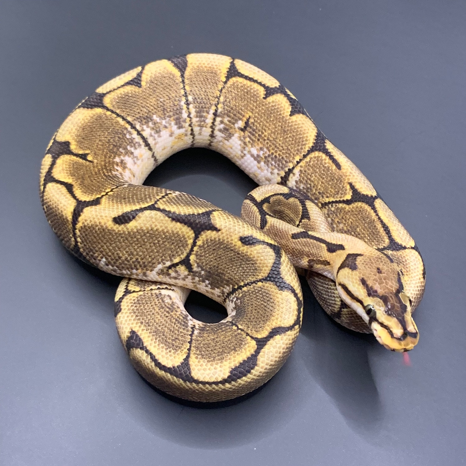 Spider 100% Het Clown Ball Python by TopHat Pythons - MorphMarket