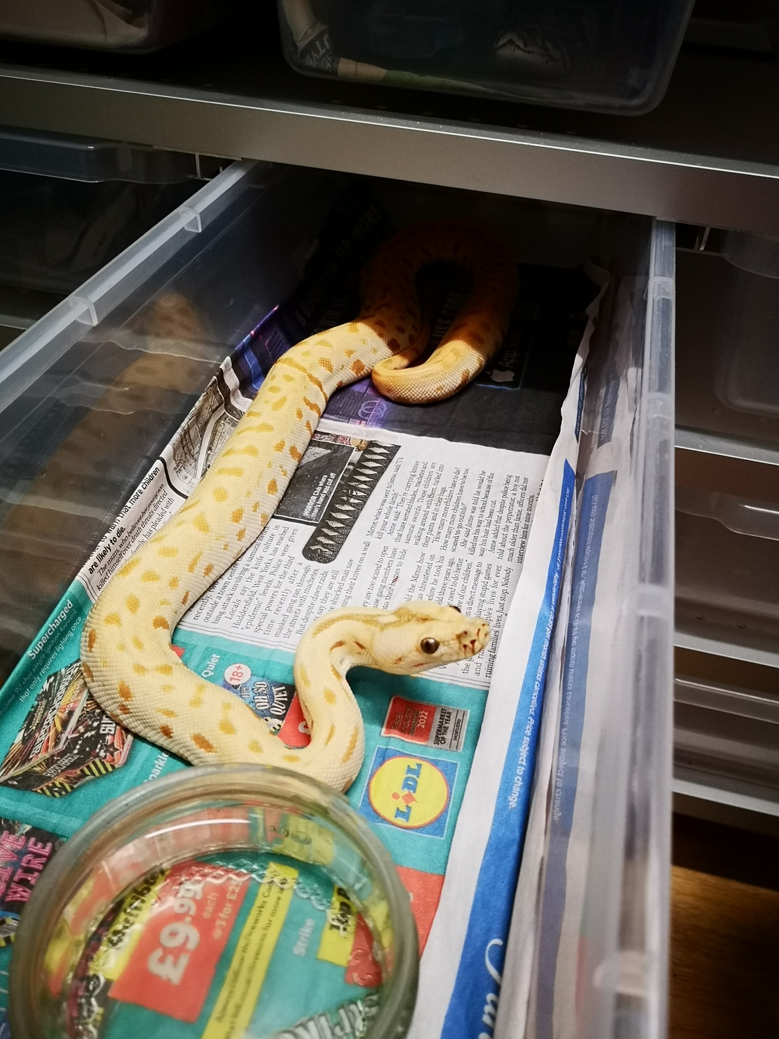Caramel Green Poss Het Granite Burmese Python by LP Burmese Pythons ...