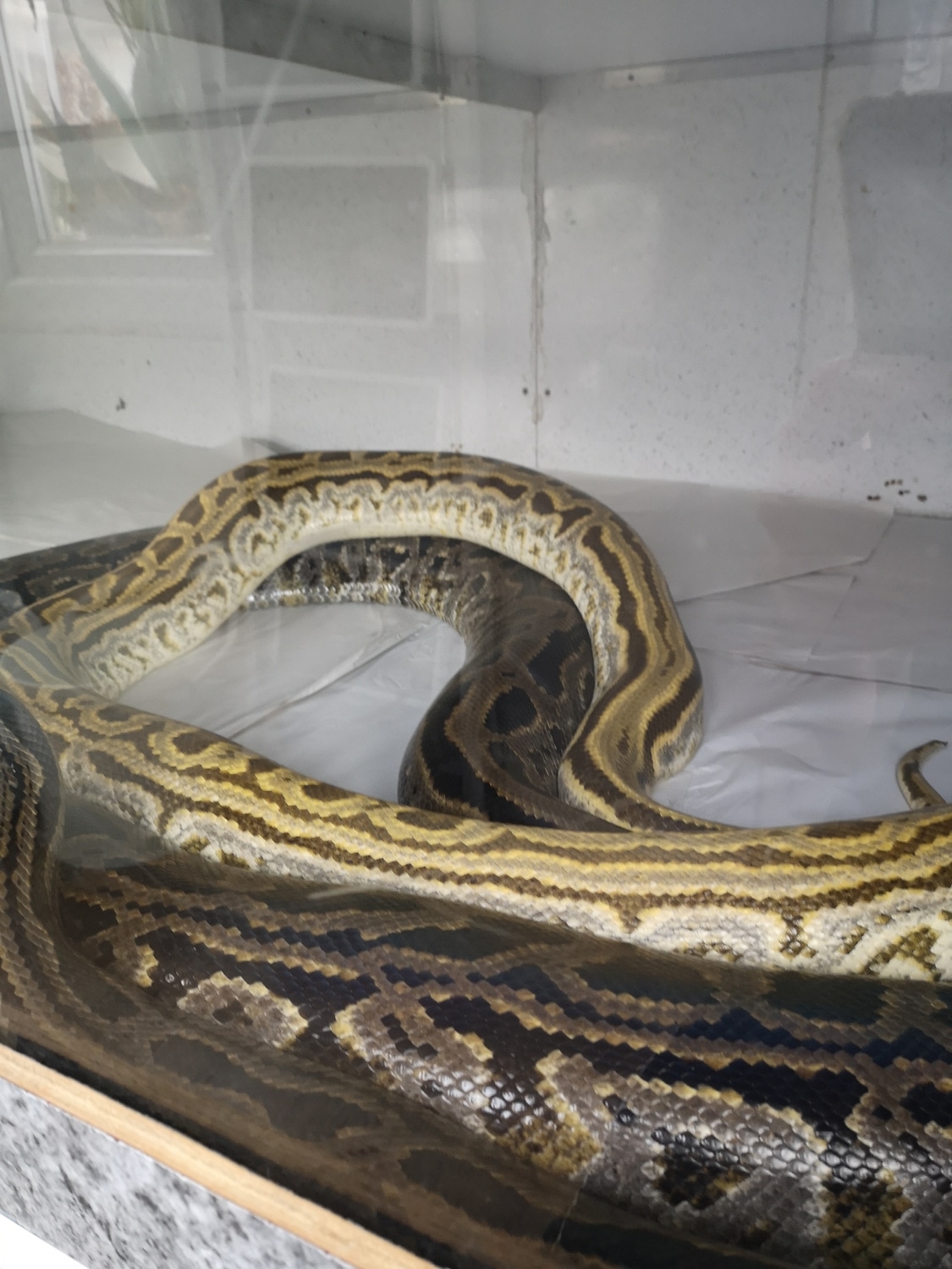 Labyrinth Burmese Python by LP Burmese Pythons - MorphMarket