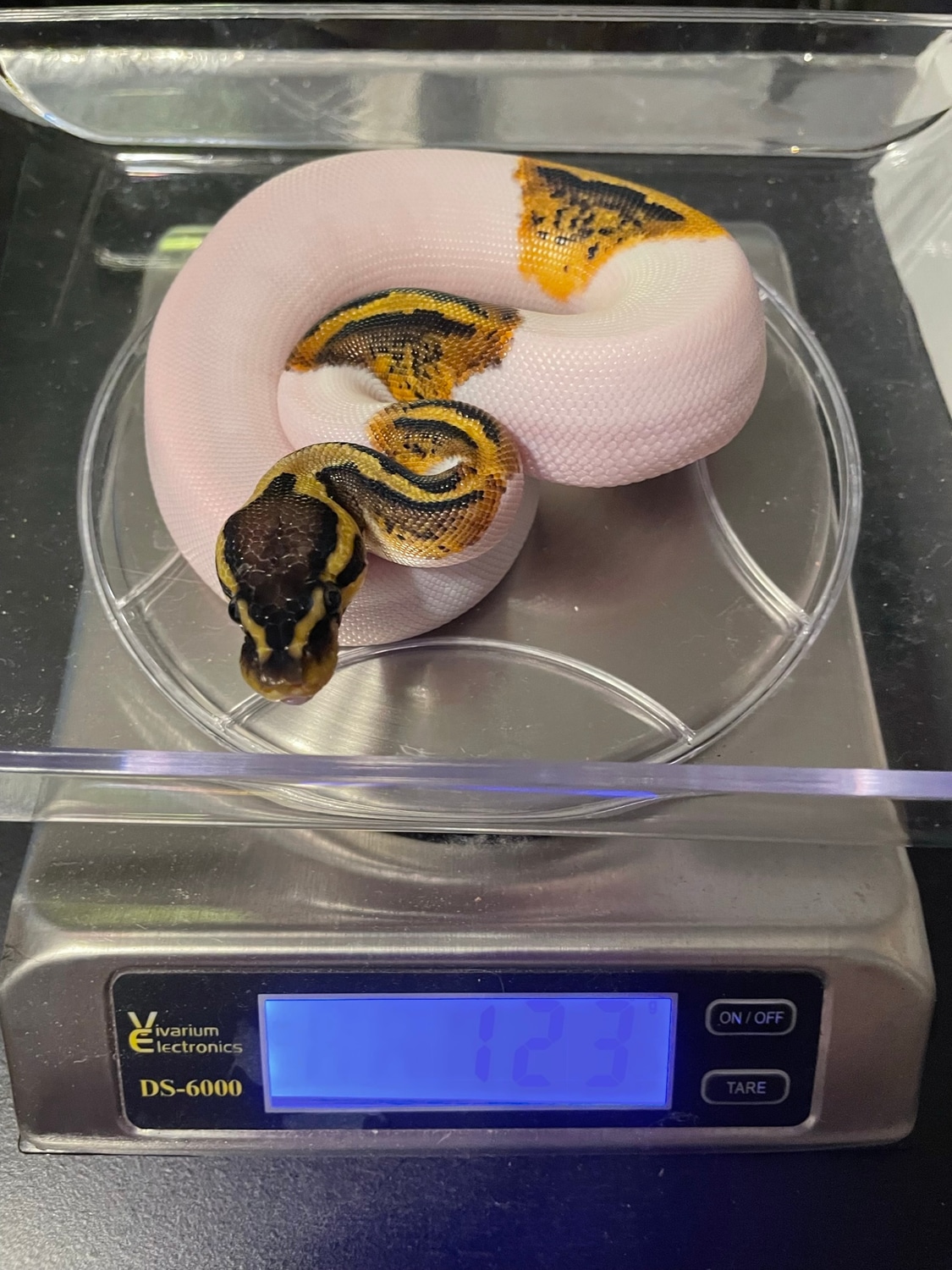 Piebald 50% Het Albino Ball Python by P&P Reptiles - MorphMarket