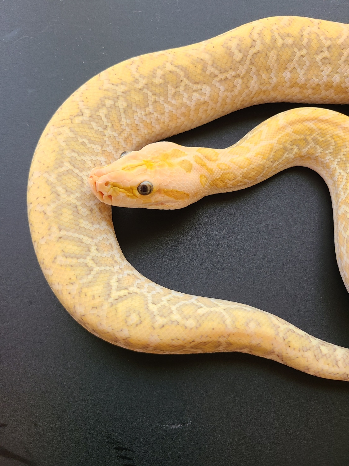 Hypo Granite Burmese Python by Rose Reptiles and Exotics - MorphMarket