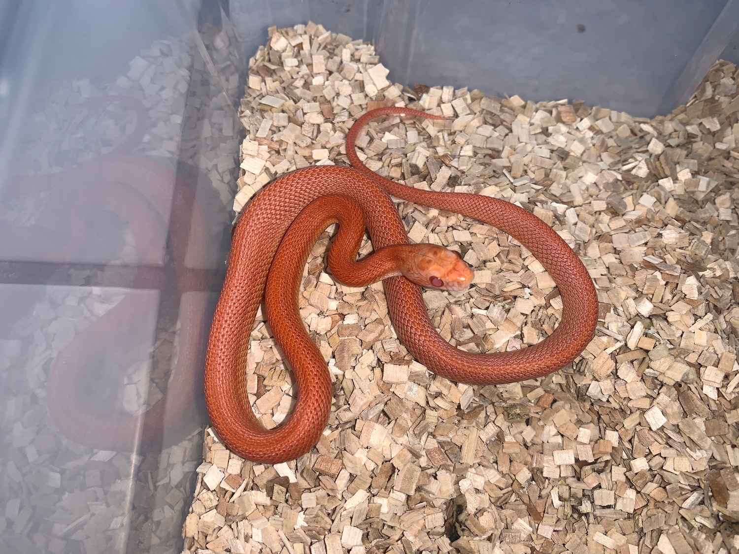 Amel Sunrise Stripe Corn Snake by LS-Reptiles - MorphMarket