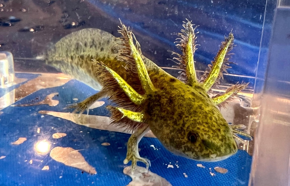 34" High Iridophore RLG GFP Wild Axolotl by Liz's Lotls MorphMarket