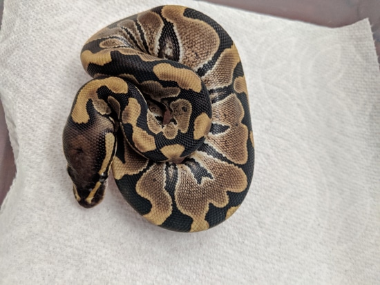 DH True Ghost Ball Python by Luo's Herp