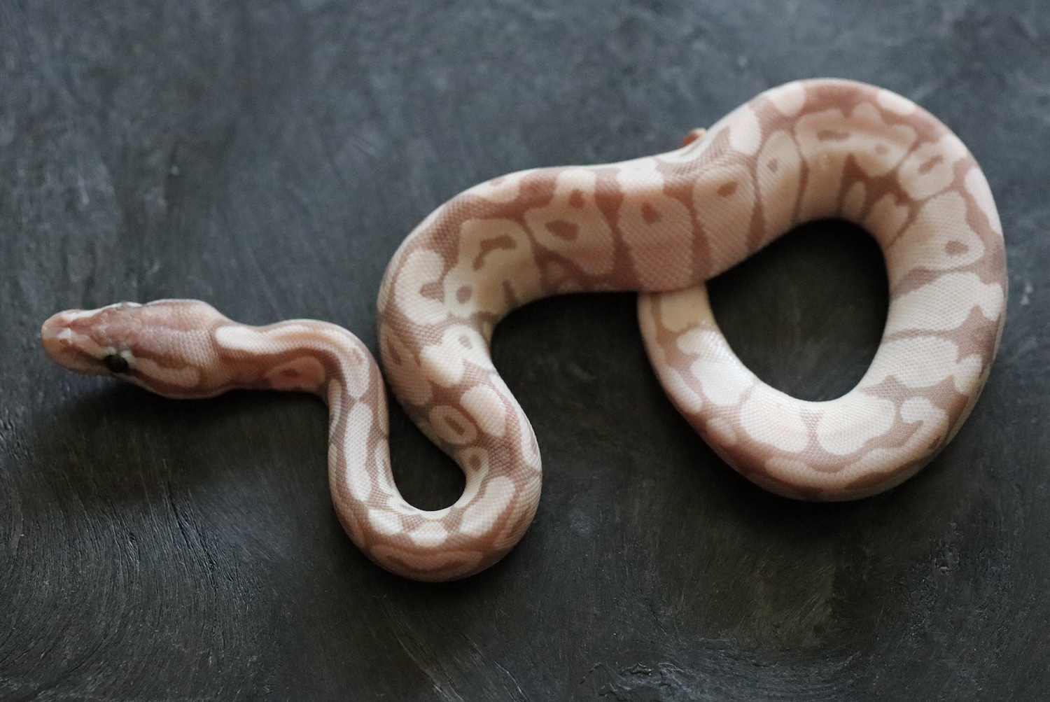 VPI Axanthic Firefly Banana Ball Python by Luo's Herp MorphMarket