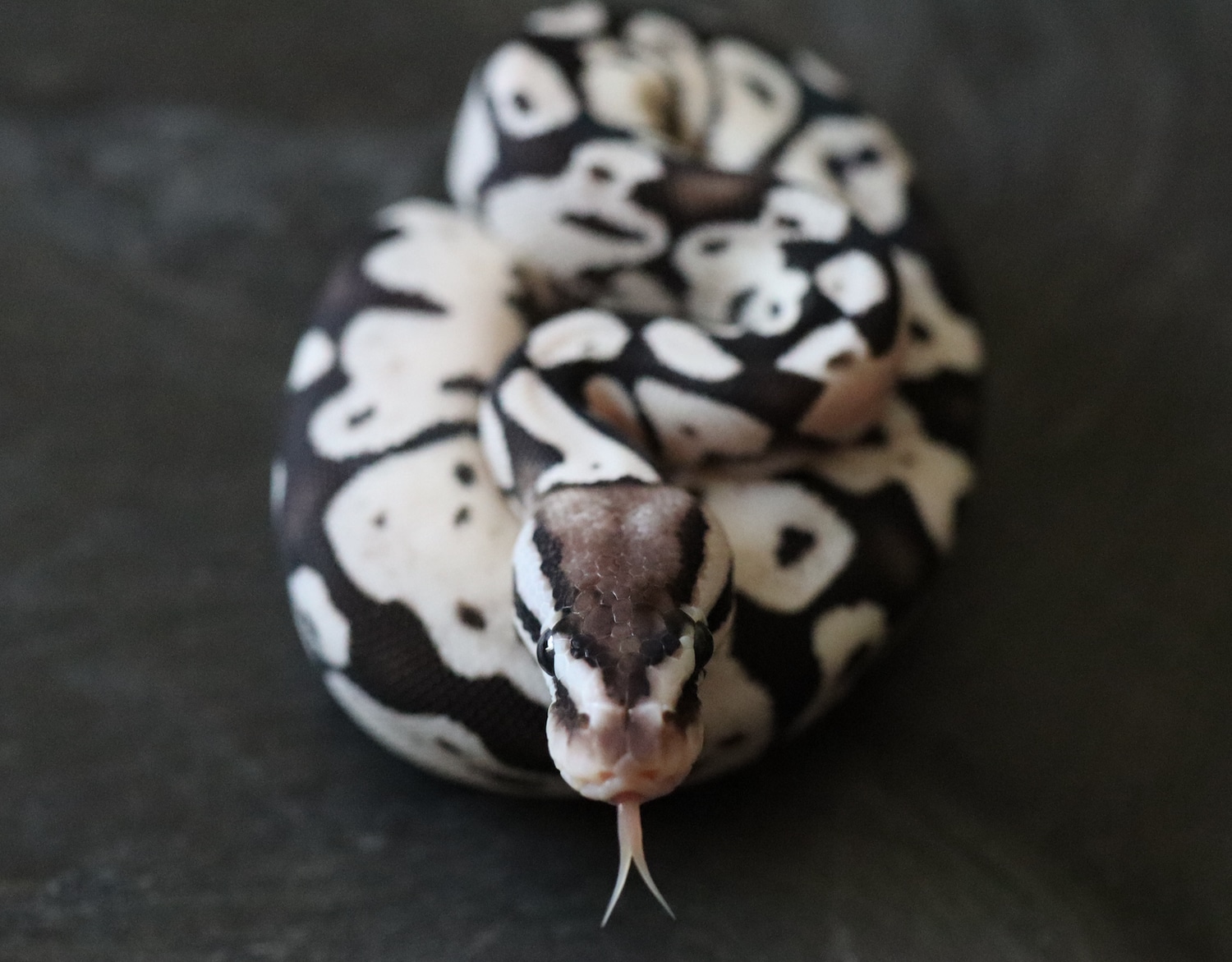 VPI Axanthic Firefly Ball Python by Luo's Herp - MorphMarket