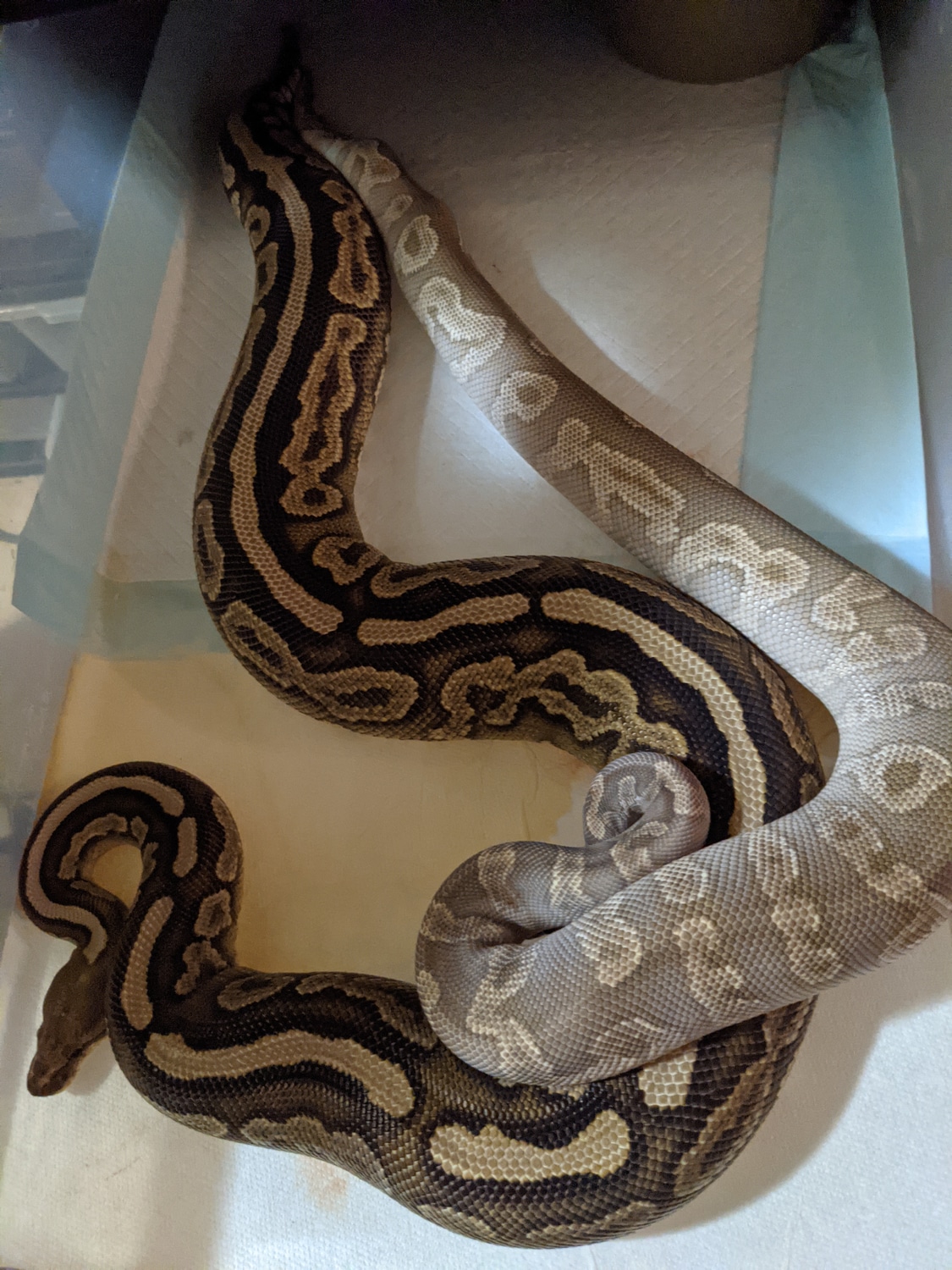 Proven Ghi Mojave Clown Ball Python by Luo's Herp MorphMarket