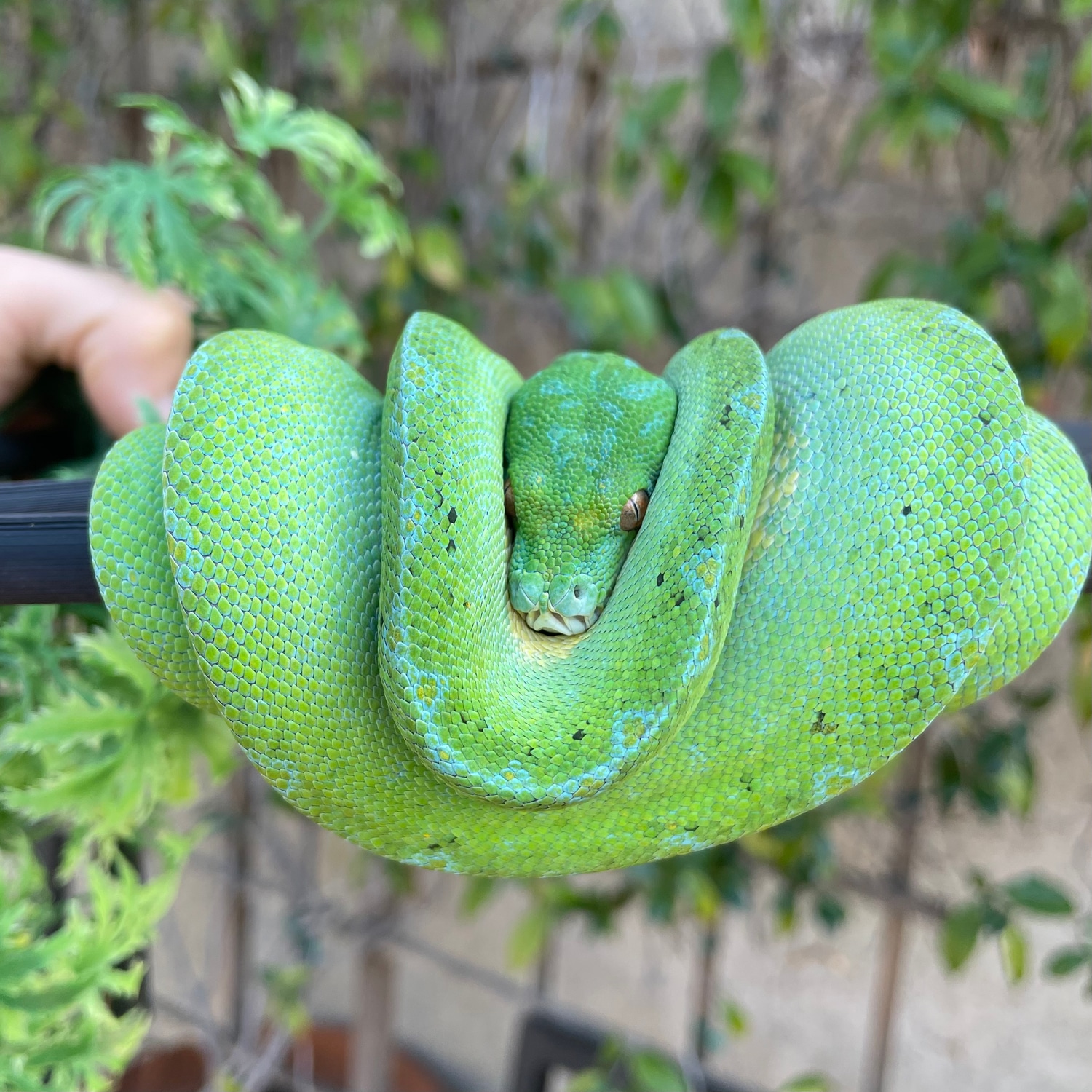 2021 Designer Male Green Tree Python by Frogmouth Ecological - MorphMarket