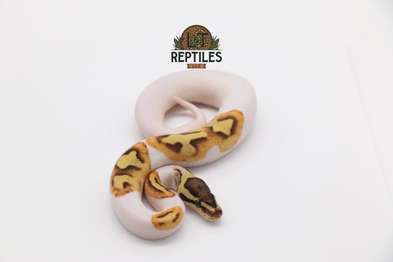 Piebald Fire Ball Python by L&T Reptiles