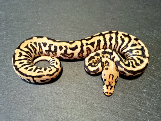 Powerball Clown (Super Spotnose Clown) Ball Python by LucaDeSimone ...