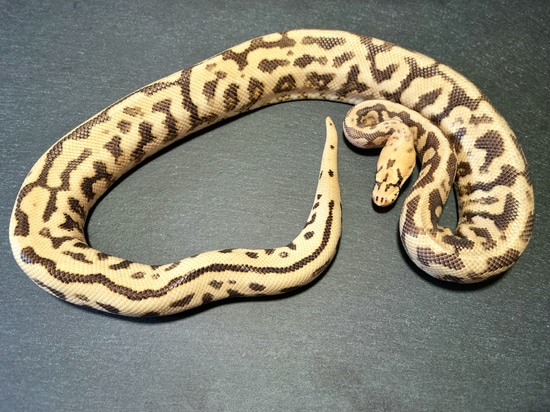 Powerball Clown (Super Spotnose Clown) Ball Python by LucaDeSimone ...