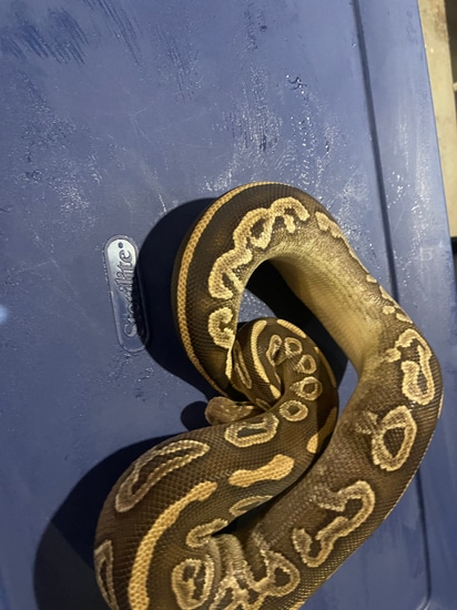 Black Magic Python Black Magic Het Pied Ball Python by Gromala Exotics’s