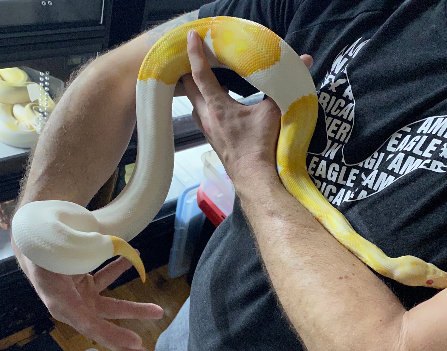 2017 Socialized Albino Piebald Adult Emoji Pumpkin Jack-o-Lantern Male ...