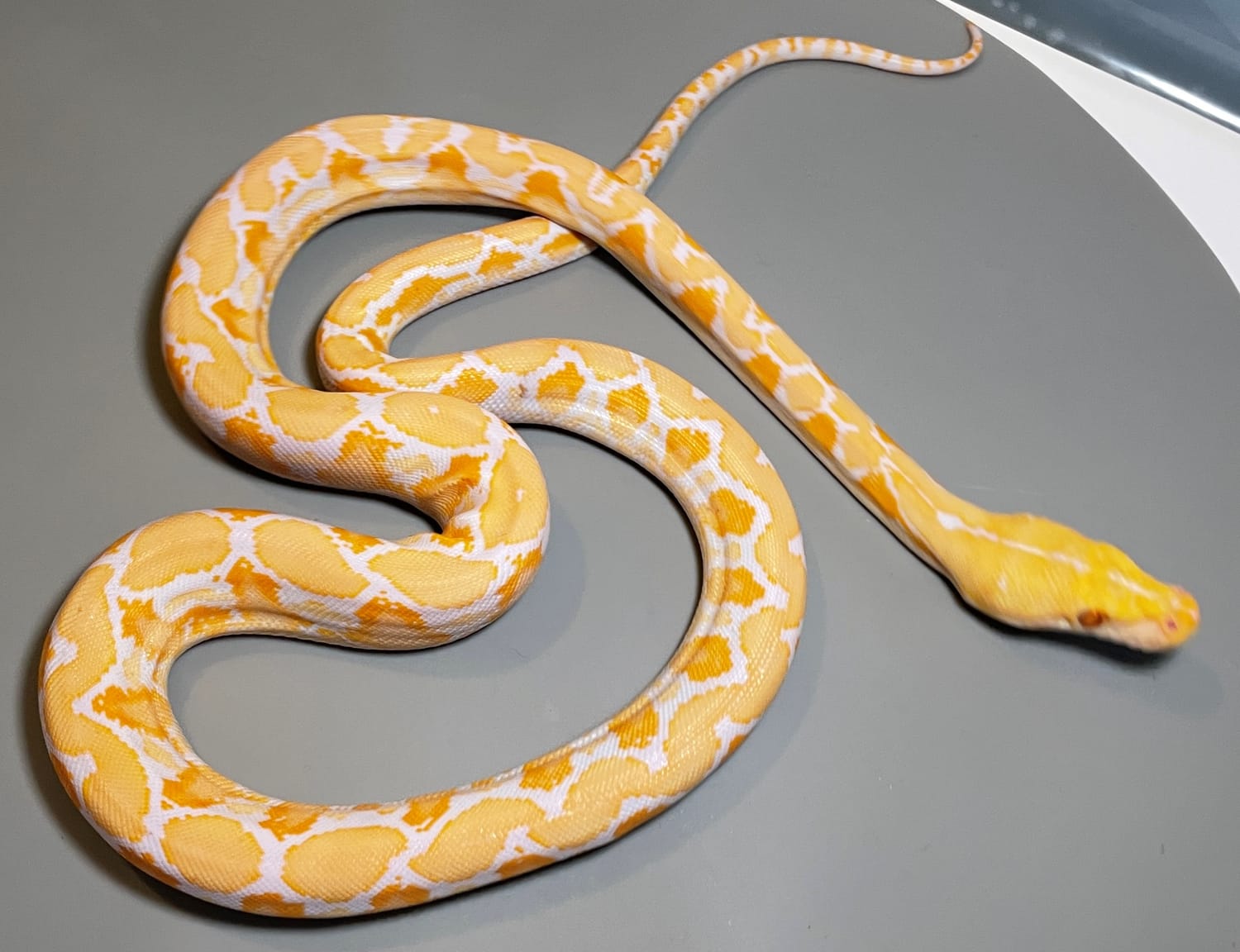 Albino White Phase Baby Male Reticulated Python by Lucy's - MorphMarket