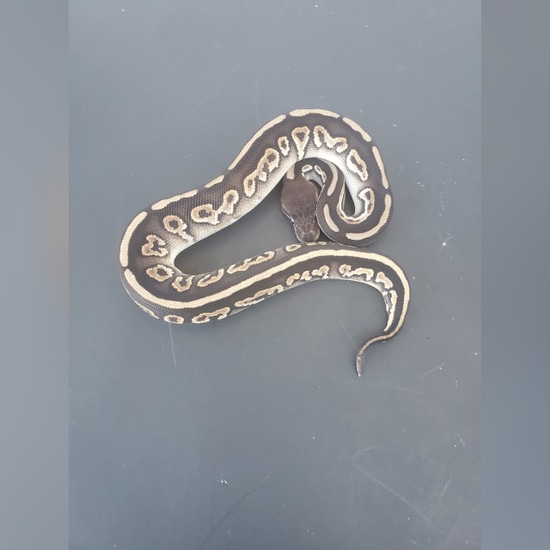 Black Pastel Mystic Ball Python by J&T Ball Pythons