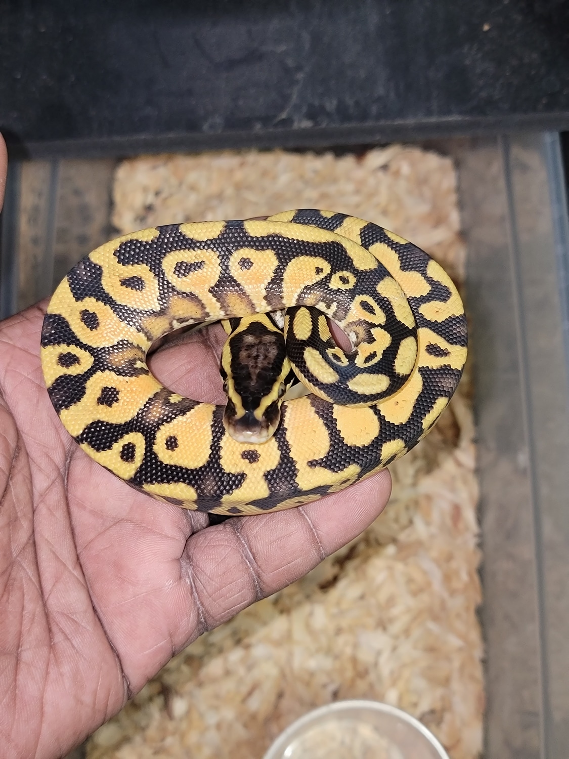 Pastel Enchi Yellow Belly Ball Python by J&T Ball Pythons MorphMarket