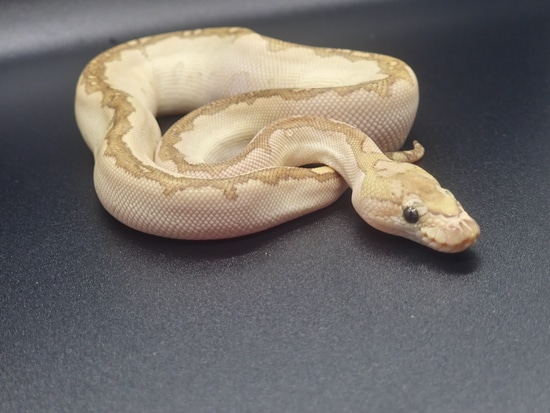Bamboo HRA Clown Ball Python by J&T Ball Pythons
