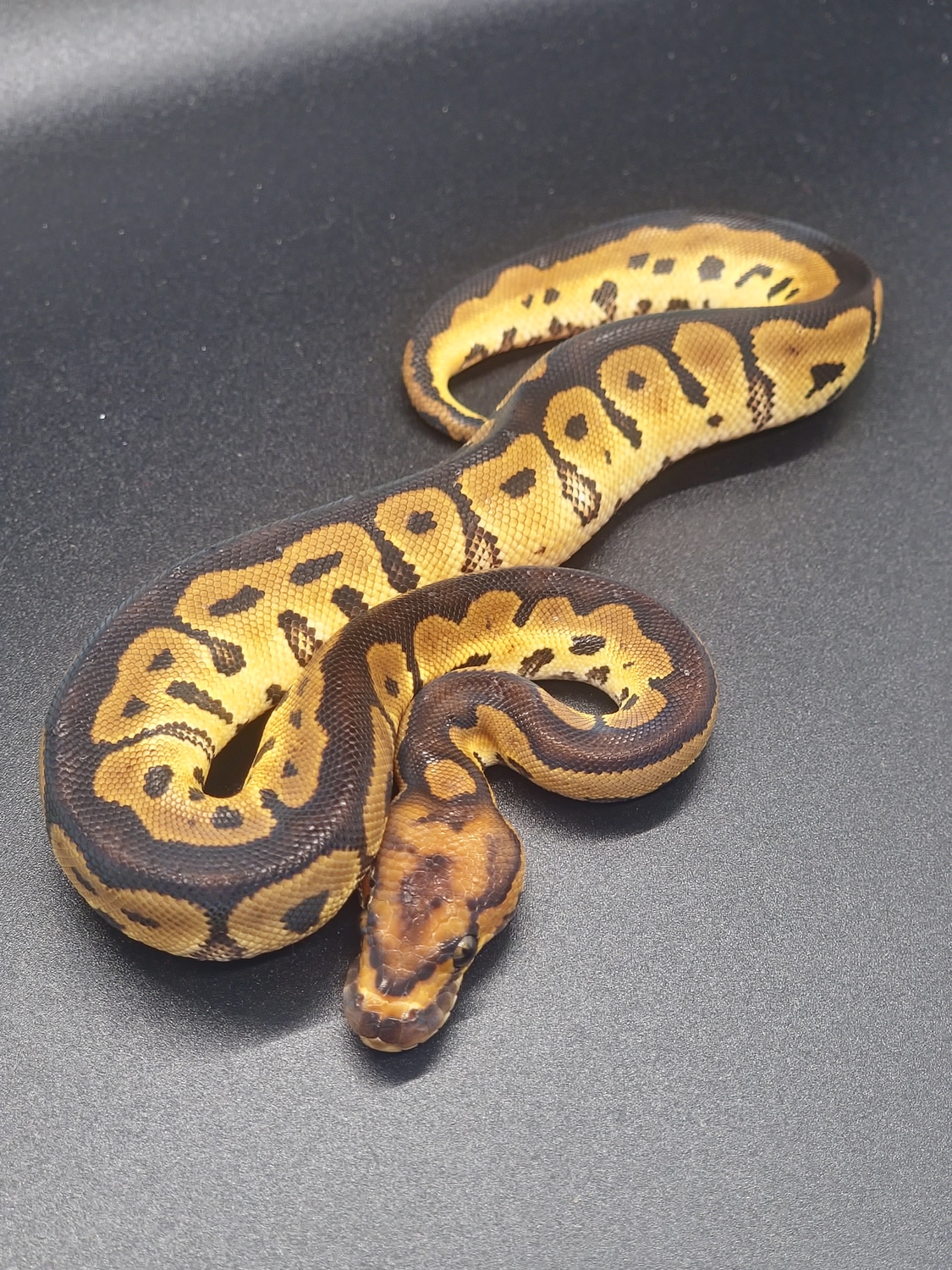 Chocolate Clown Ball Python by J&T Ball Pythons - MorphMarket