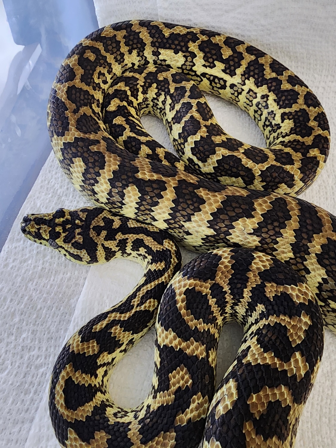 2020 Male Caramel Zebra Other Carpet Python by Lucky Leviathans
