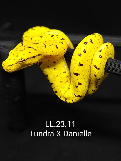 USCBB Aru/merauke X Jayapura Green Tree Python by Lucky Leviathans