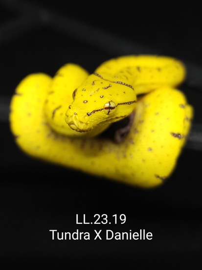 USCBB Aru/merauke X Jayapura Green Tree Python by Lucky Leviathans