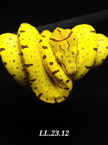 23 USCBB Aru/merauke X Jayapura Green Tree Python by Lucky Leviathans