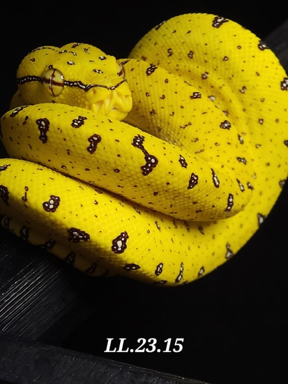 23 USCBB Aru/merauke X Jayapura Green Tree Python by Lucky Leviathans