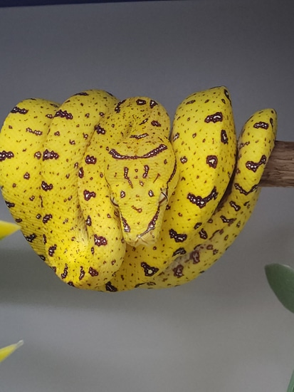 USCBB Aru/merauke X Jayapura Green Tree Python by Lucky Leviathans