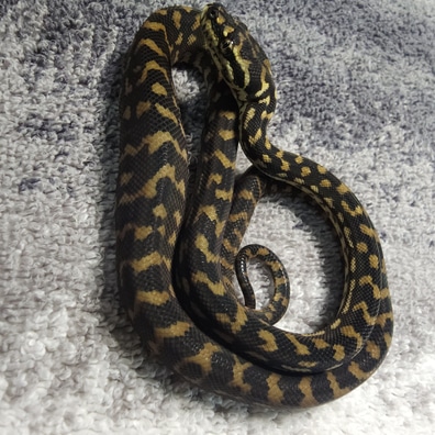 Carpet Pythons For Sale - MorphMarket US & Canada