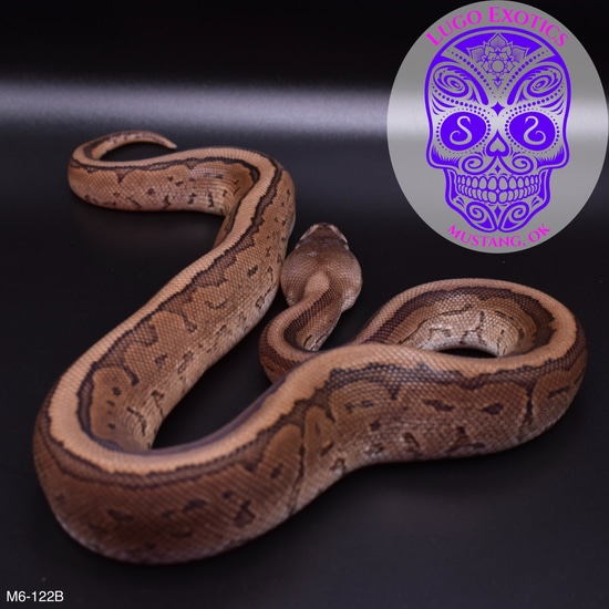 Cinny Pin M6-122B Ball Python by Lugo Exotics