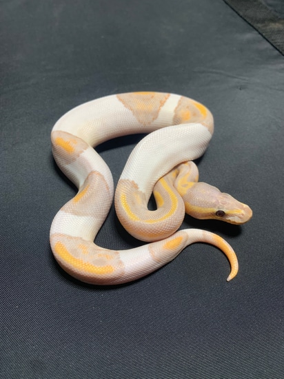 Banana Yellow Belly HRA Pied 🇨🇦 Ball Python by Hyper Morphic Reptiles