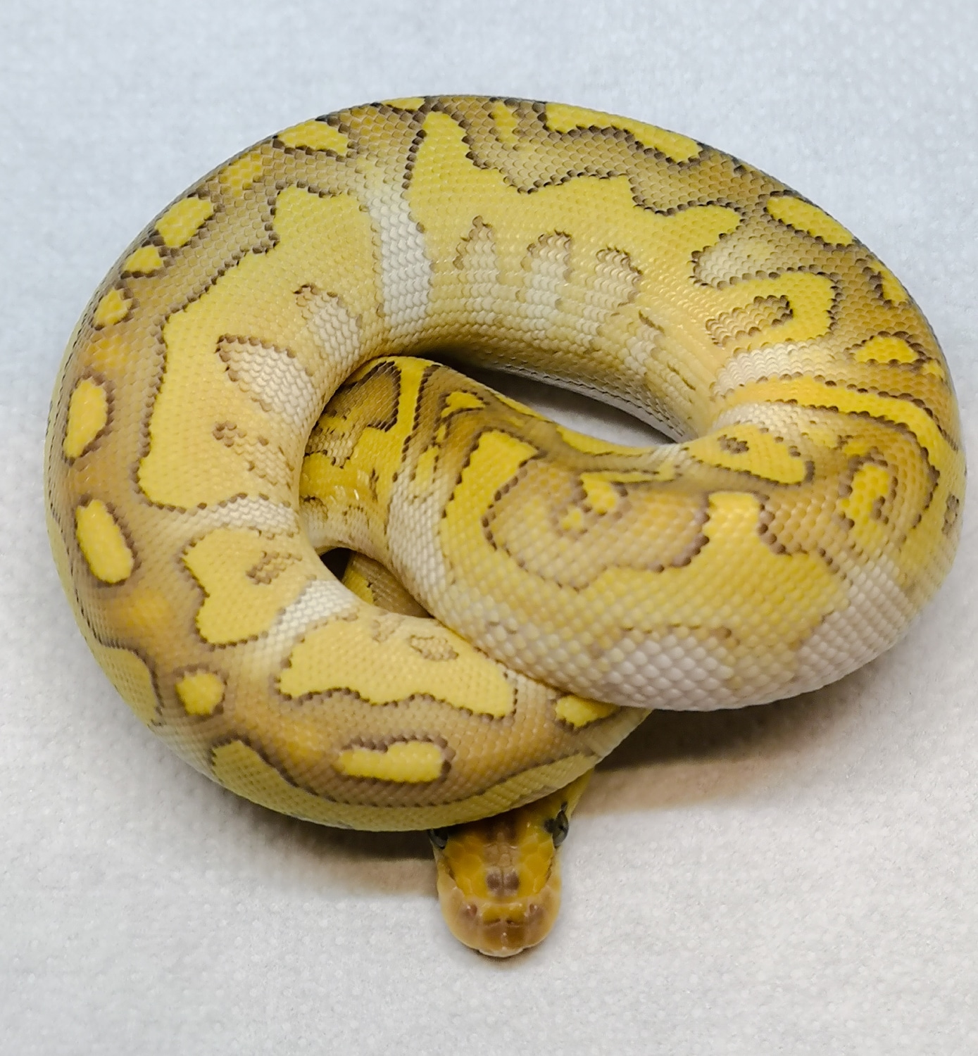 Clown Butter Het Orange Ghost Ball Python by LuigiMoroniReptiles ...