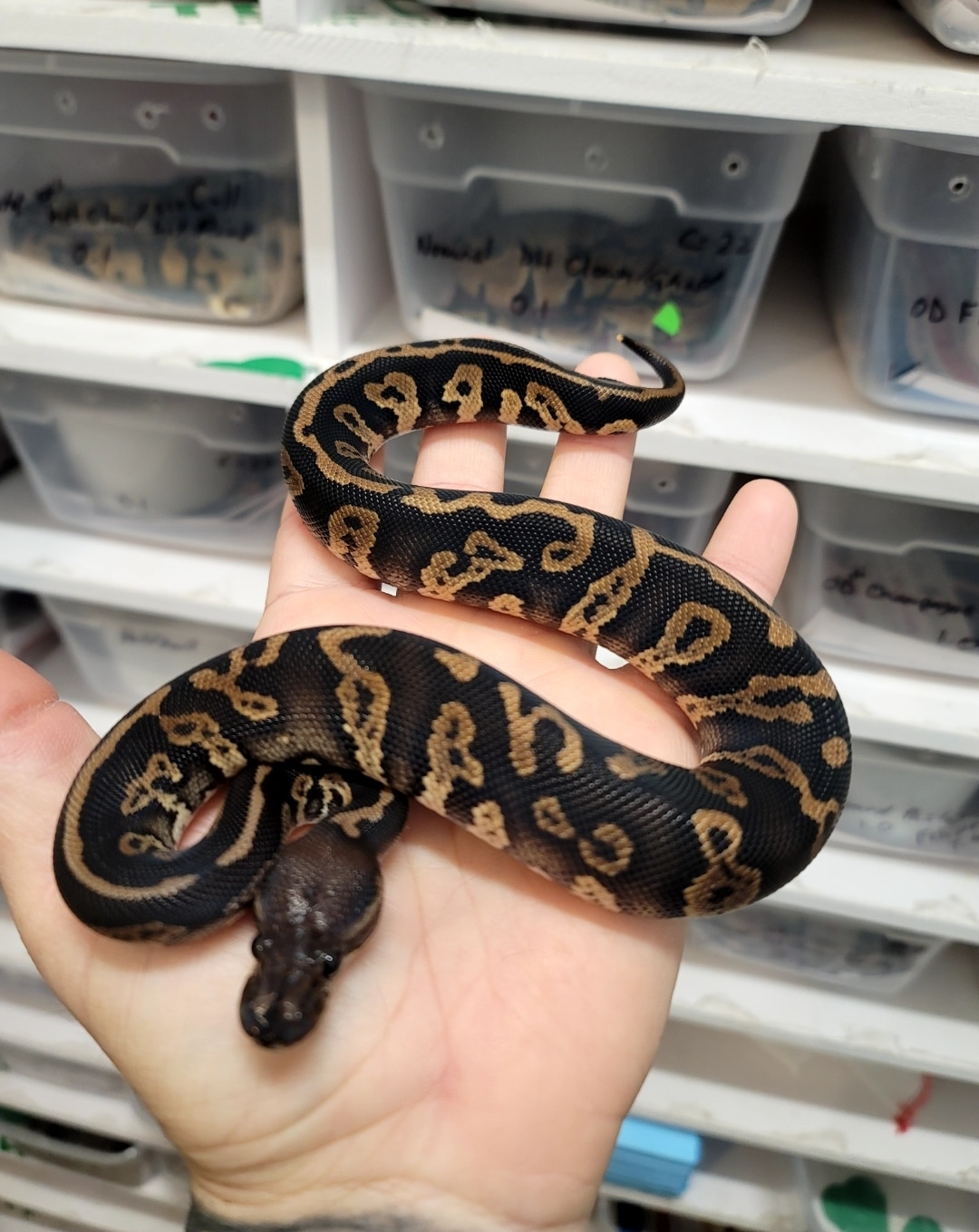 Acid Cinnamon Ball Python by Cana Regius Mutations - MorphMarket