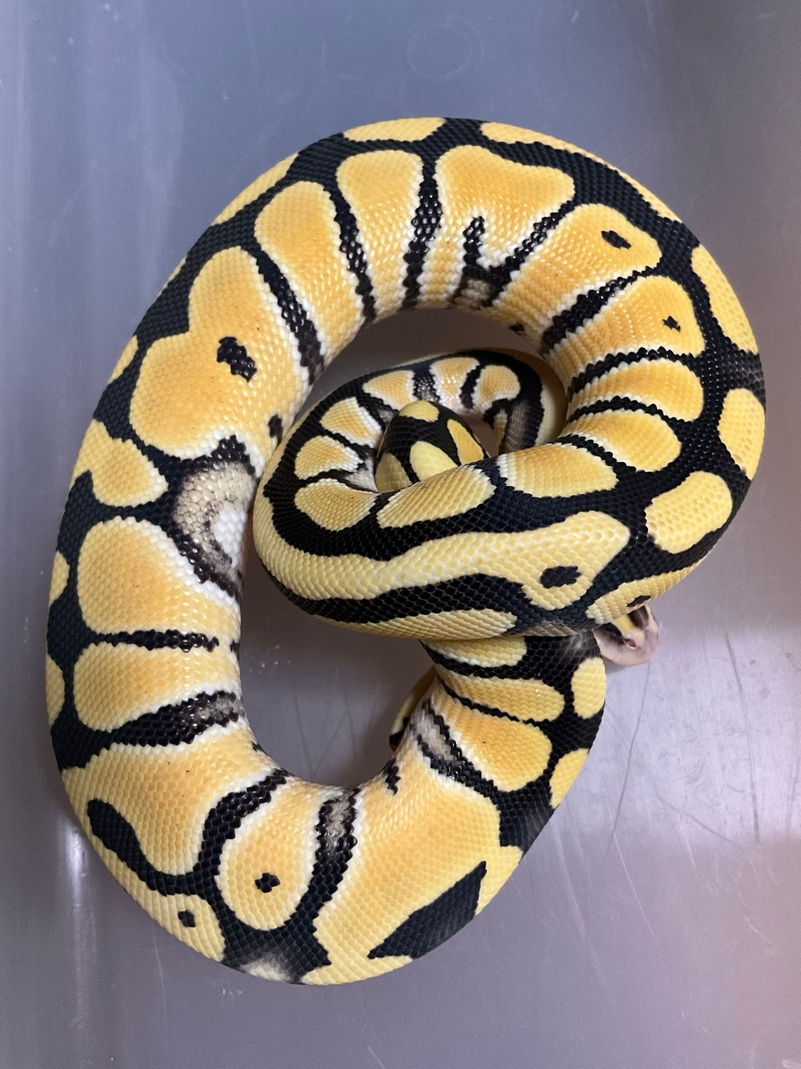 Pastel OD DG Female Ball Python by Limbless Exotics - MorphMarket