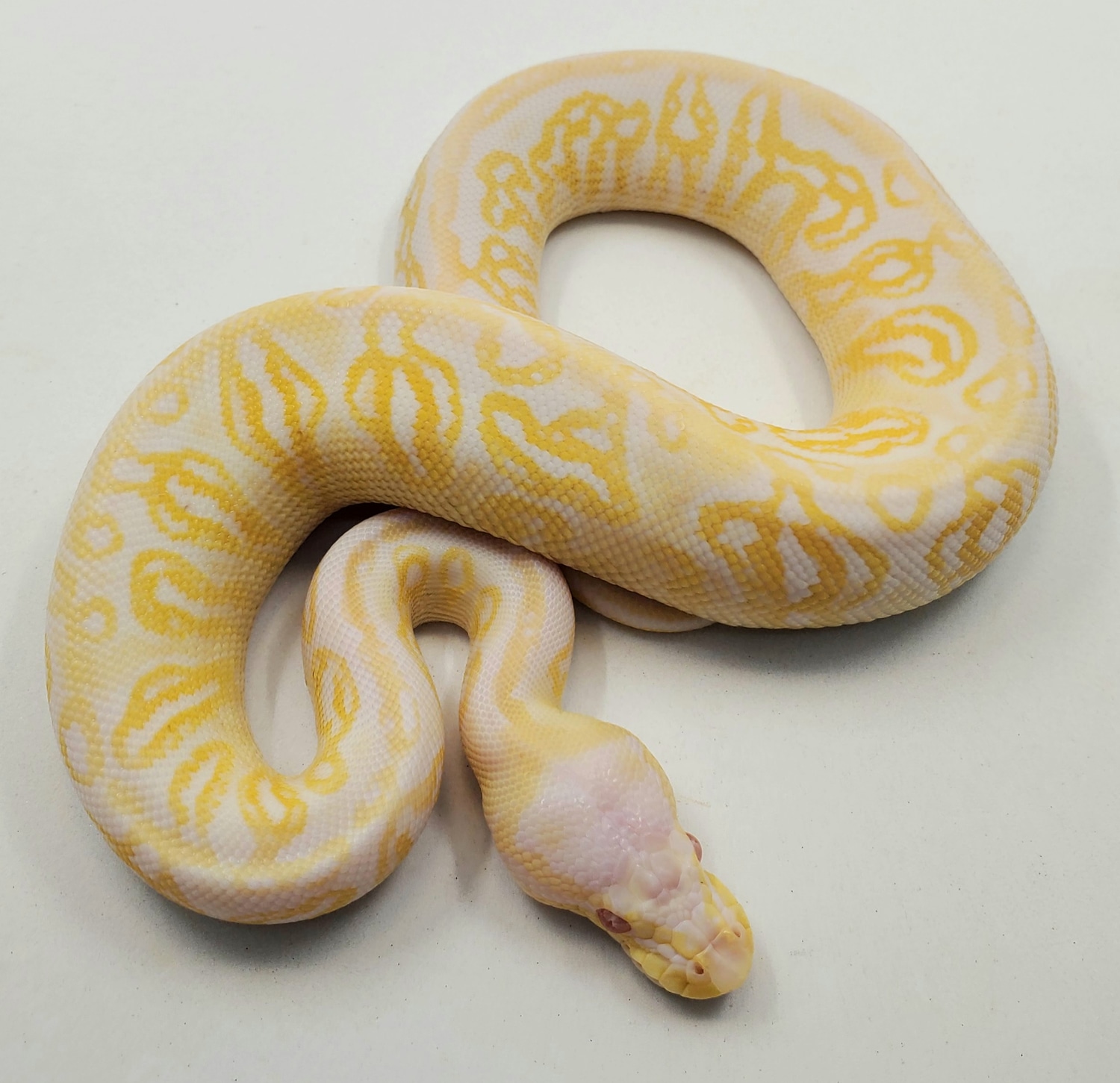 Silver Streak Albino Ball Python by Bronze Serpent Reptiles - MorphMarket