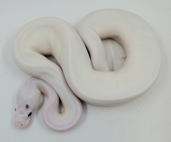 Super Phantom Pied Ball Python by Bronze Serpent Reptiles