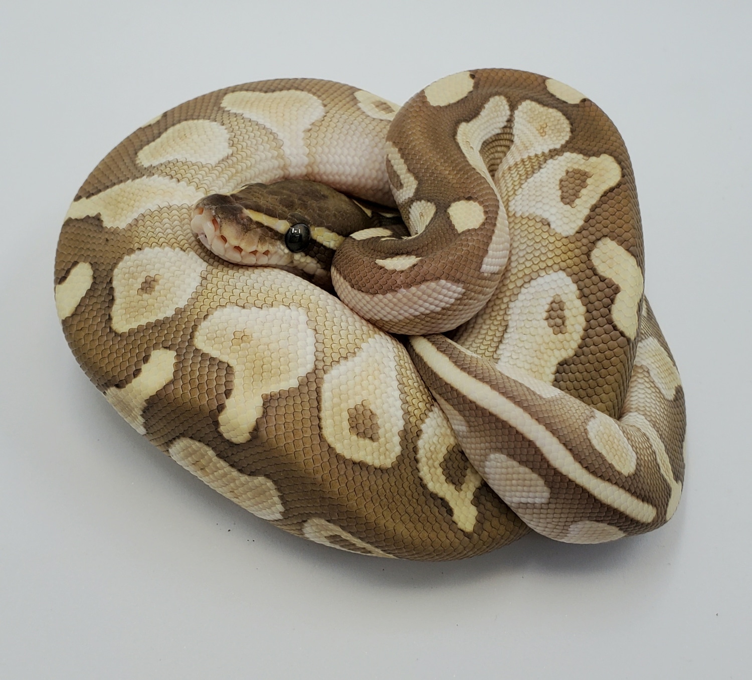 Platinum Ball Python by Bronze Serpent Reptiles - MorphMarket