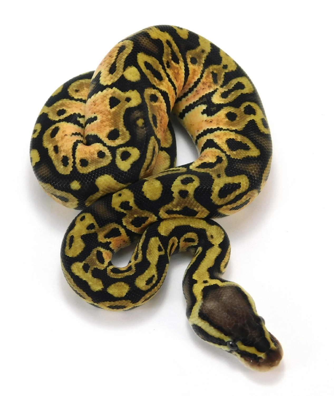 Fractal Pastel Het Albino 50% Het Candy Ball Python by Bronze Serpent ...