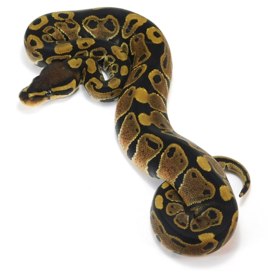 Candy Ball Python Pattern Fractal 50% Het Candy Ball Python by Bronze Serpent Reptiles