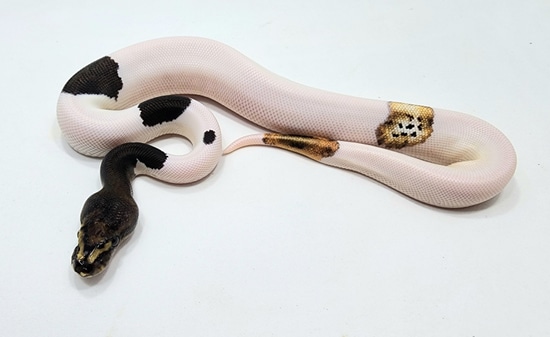 Suma GHI Pied Paradox Ball Python by Bronze Serpent Reptiles