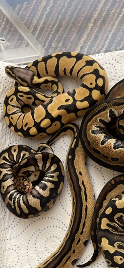 Pastel Desert Ghost Het Tri Stripe Ball Python by LA_balls