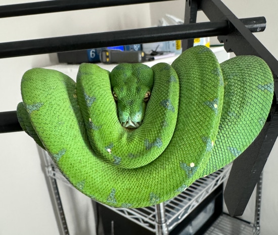 USCBB Cyclops X Jaya/Aru Green Tree Python by Crested Creations