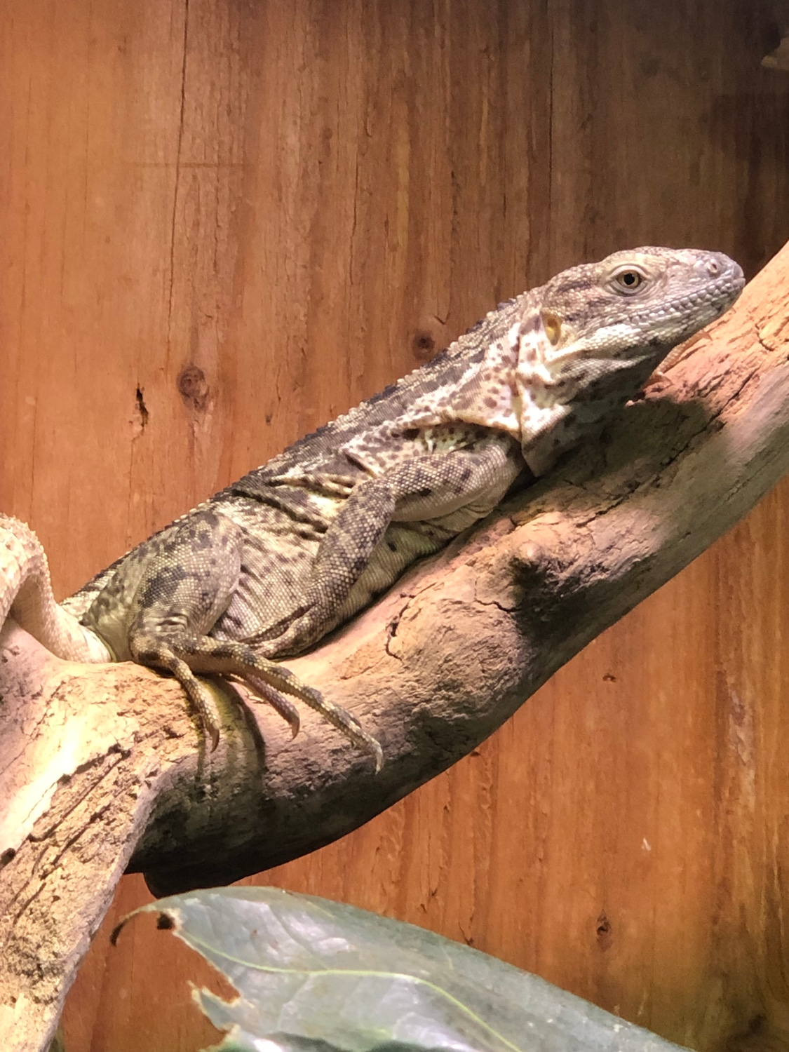 Pied Pectinata Other Iguana by Three Trees Exotics MorphMarket