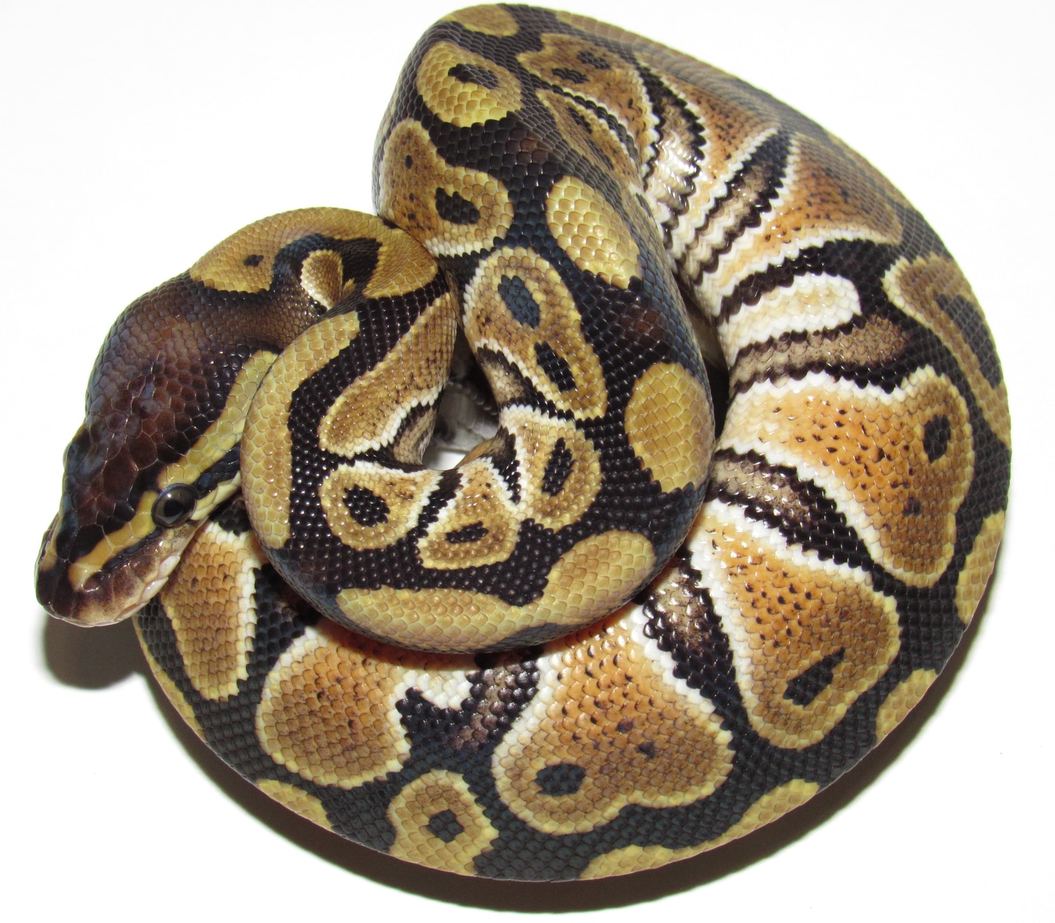 Russo Ball Python by Lumina Reptiles - MorphMarket