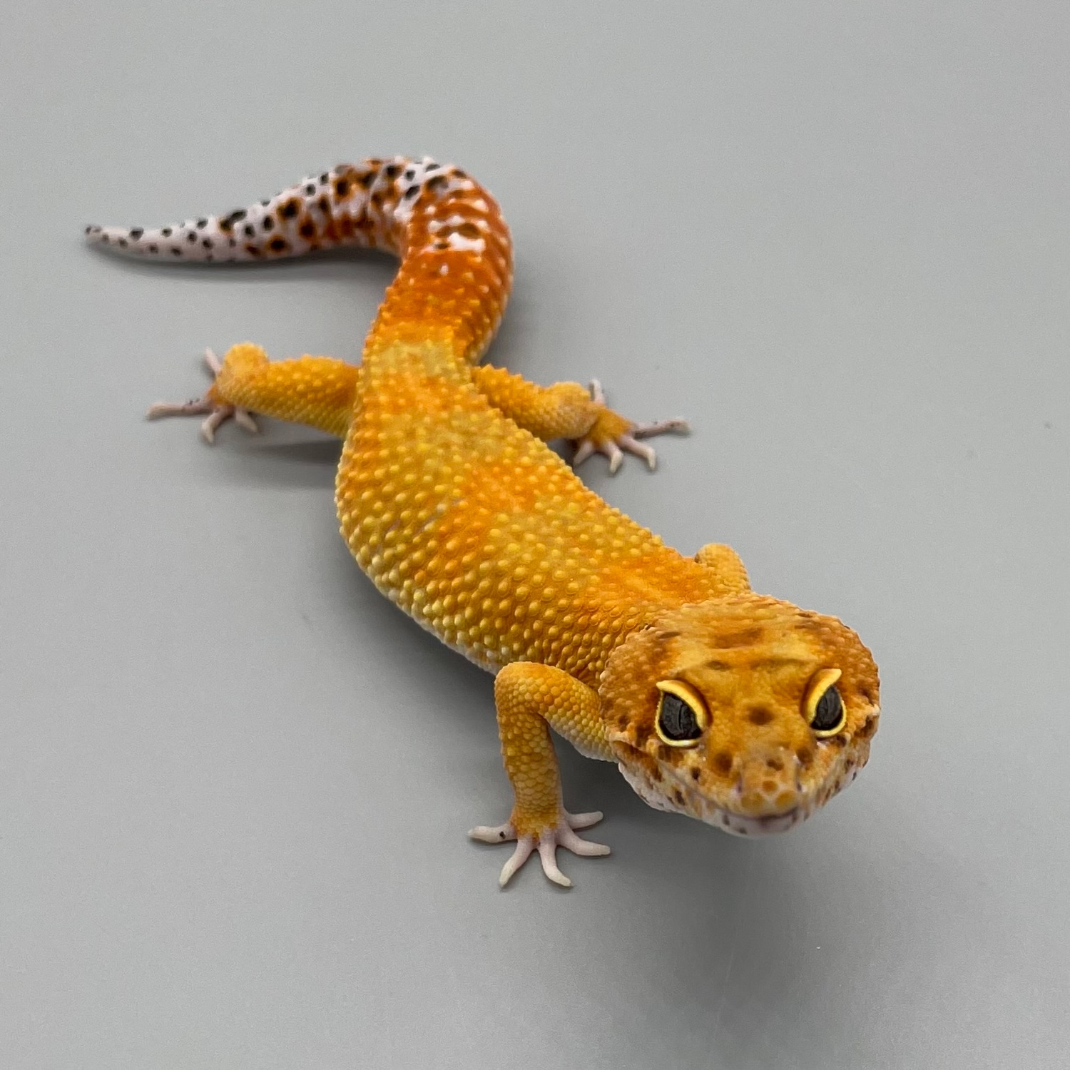 Male Mandarin Tangerine Leopard Gecko by Luna Geckos MorphMarket